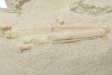 Articulated Fossil Camelid (Poebrotherium) Bones - Wyoming #210177-16